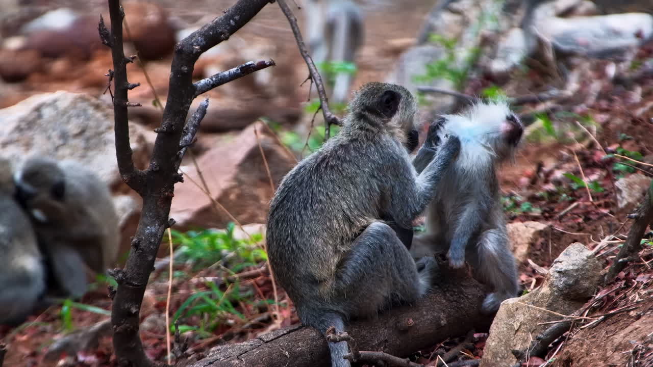 A wide shot showing two Vervet monkeys displaying social bonding as one affectionately grooms the other