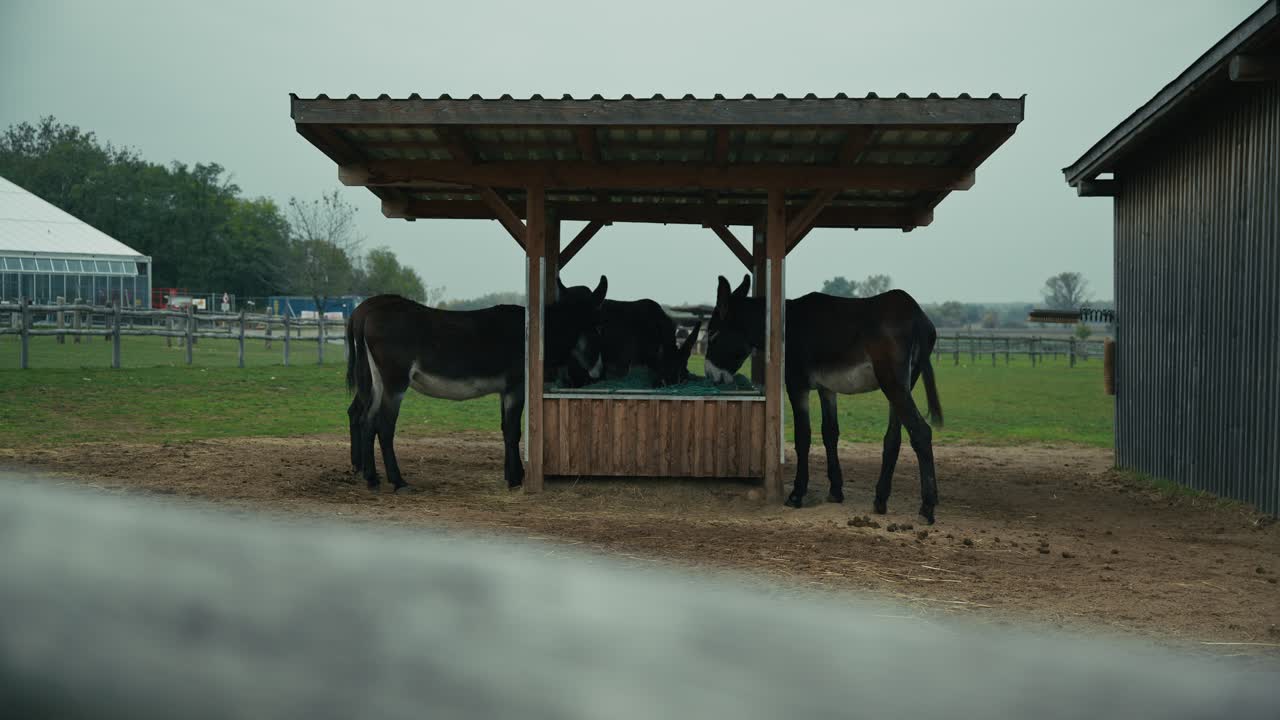 Donkeys gathered under a wooden shelter feeding on hay at Schloss Hof farm