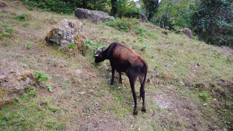 una linda vaca masticando la hierba en las montañas