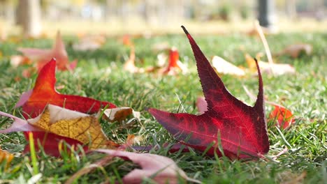 autumn leaves on grass