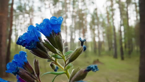 common lungwort plant with blue petals grows in forest