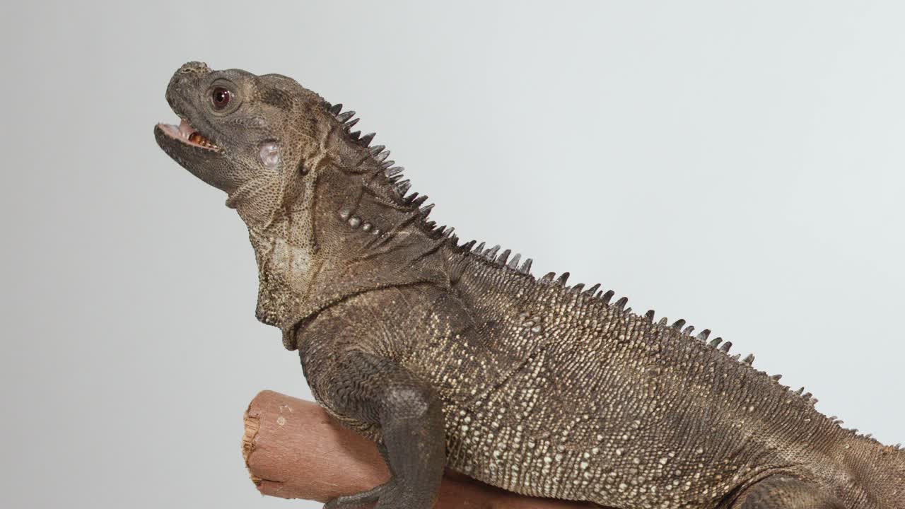 Un'iguana rinoceronte si riposa su un ramo su sfondo bianco, vista di profilo