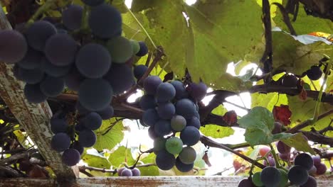 close up shot of ripe grapes hanging with green leaves around