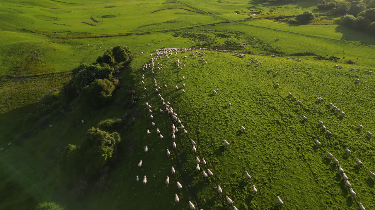 뉴질랜드 남부 섬의 목가적인 푸른 언덕에서 양 떼가 뛰고 있다
