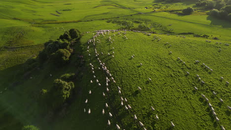 sheep herd run on idyllic green hills of southern island, new zealand