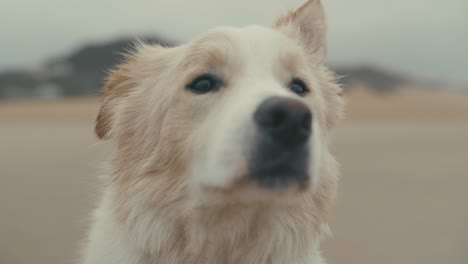 close up portrait of border collie at the beach