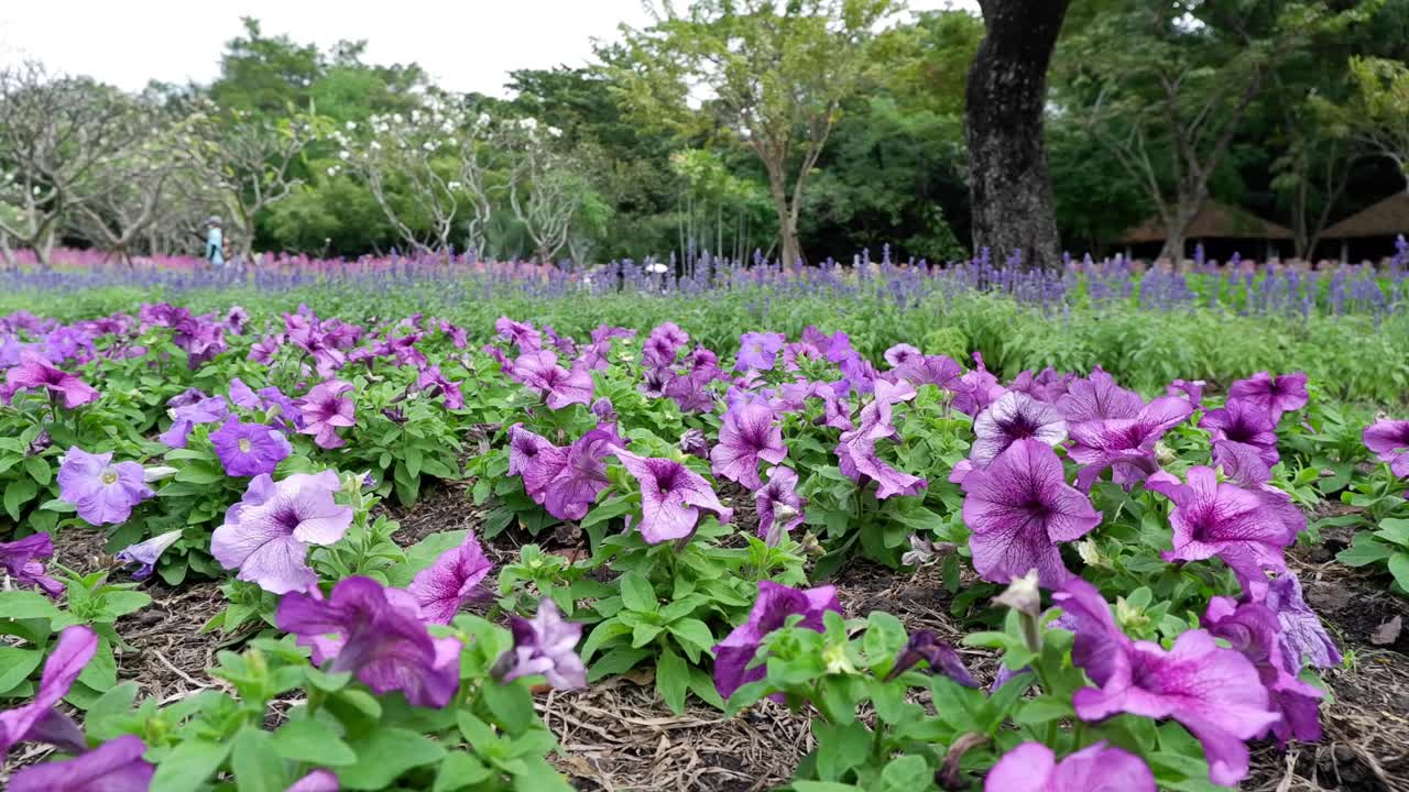 낮에 꽃이 피는 보라색 꽃의 타임스.