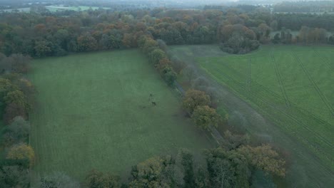 Zipline-aerial-drone-shot-of-a-farm-with-some-animals-grazing-in-a-countryside-in-the-outskirts-of-Thetford,-Norfolk-country-in-the-east-of-London-in-United-Kingdom