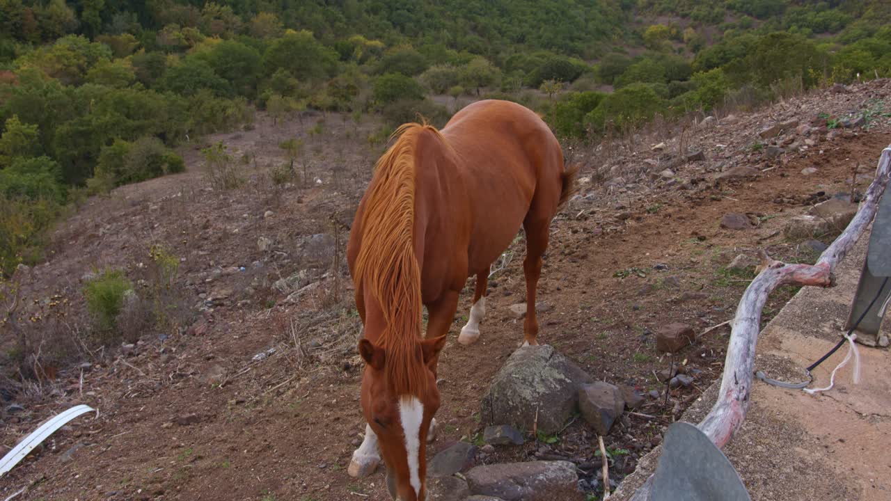 semental marrón caminando en el lado de la pendiente cerca de la carretera, vista de mano