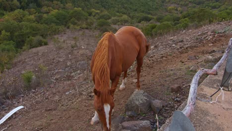 brown stallion walking on slope side near roadside, handheld view