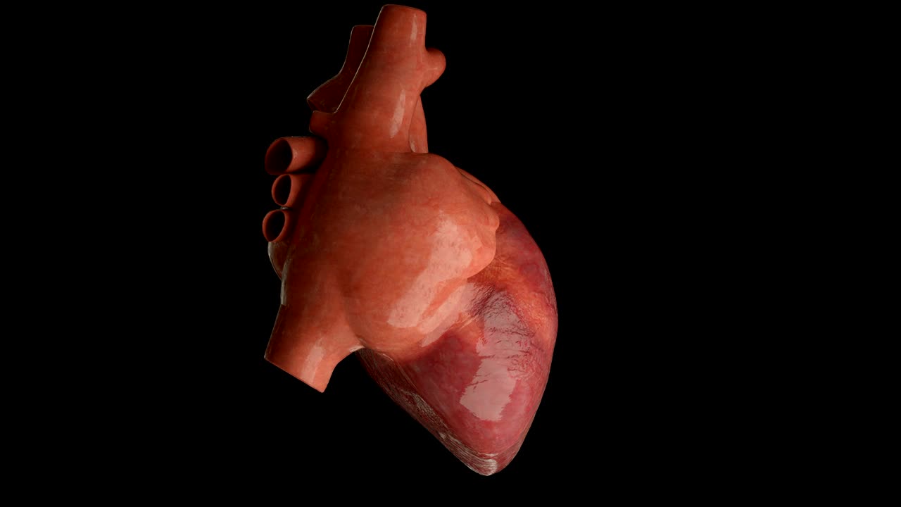 latidos del corazón humano, bucle