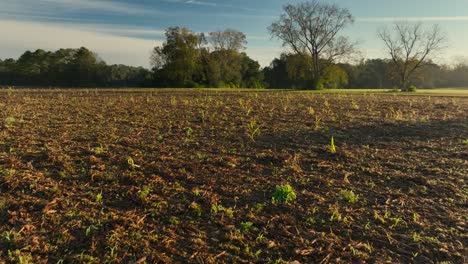 drone reveal view of alabama farmlands