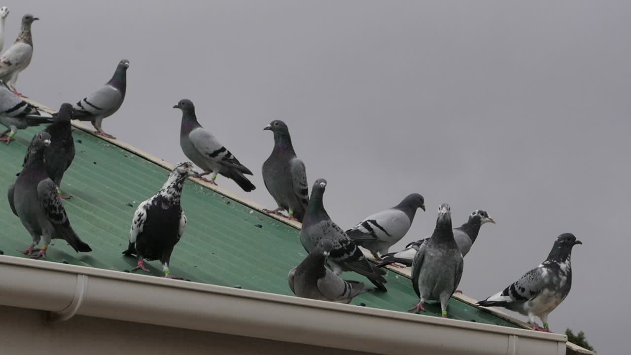 많은 품종의 경주 비둘기가 어두운 하늘 아래 교외 지붕에 정착