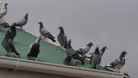 palomas de carreras de muchas razas se asientan en un techo suburbano bajo un cielo oscuro