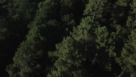 Bosque-De-Brocéliande,-Bretaña-En-Francia-2