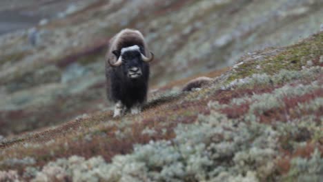 musk oxen on a slope during sunset in norway in autumnal scenery