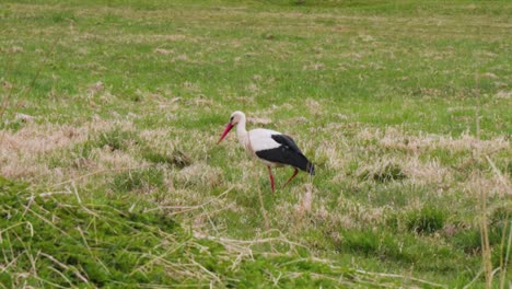 La-Cigüeña-Blanca-Está-Buscando-Comida