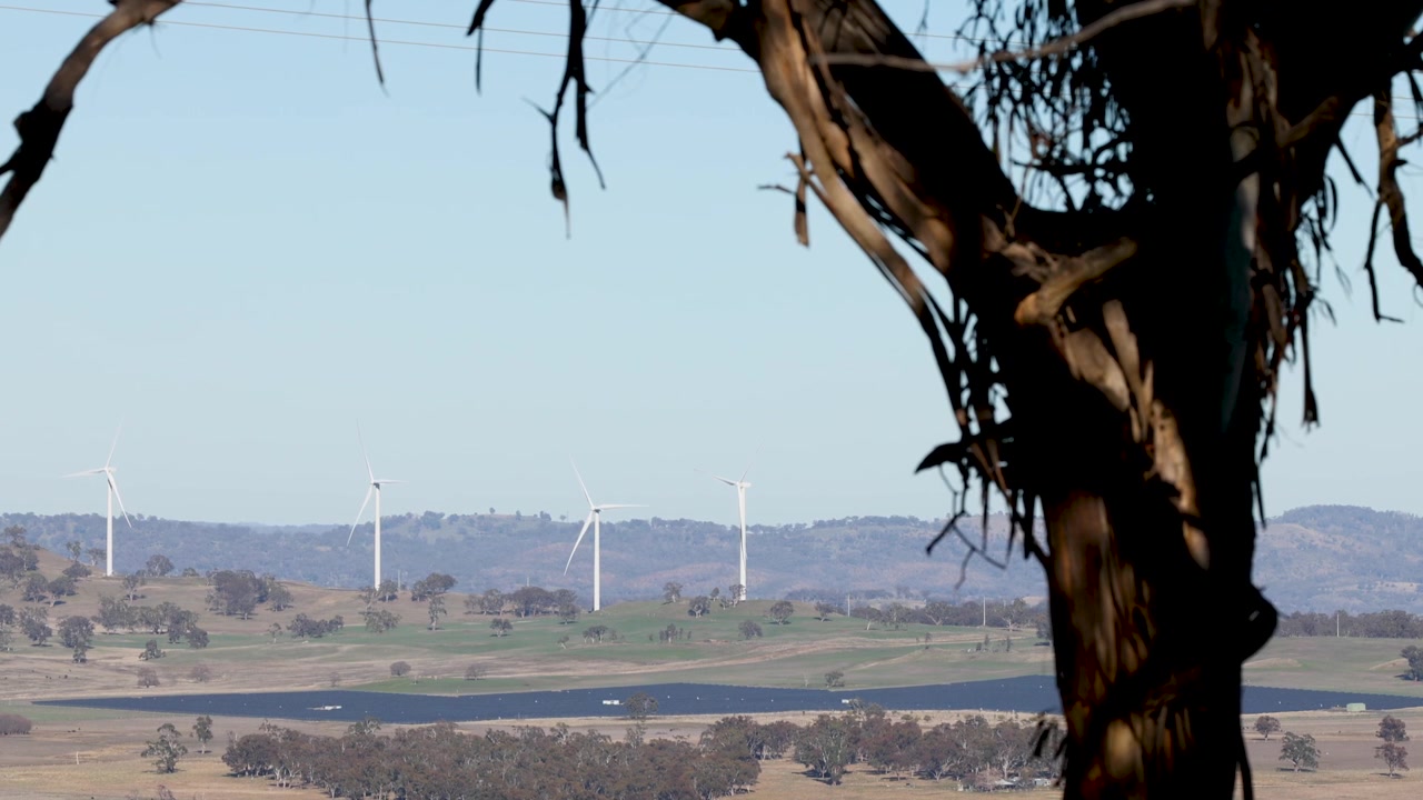 Vindmøller til vedvarende energi snurrer på fjerne bakker bag et eukalyptustræ i forgrunden i Australien.