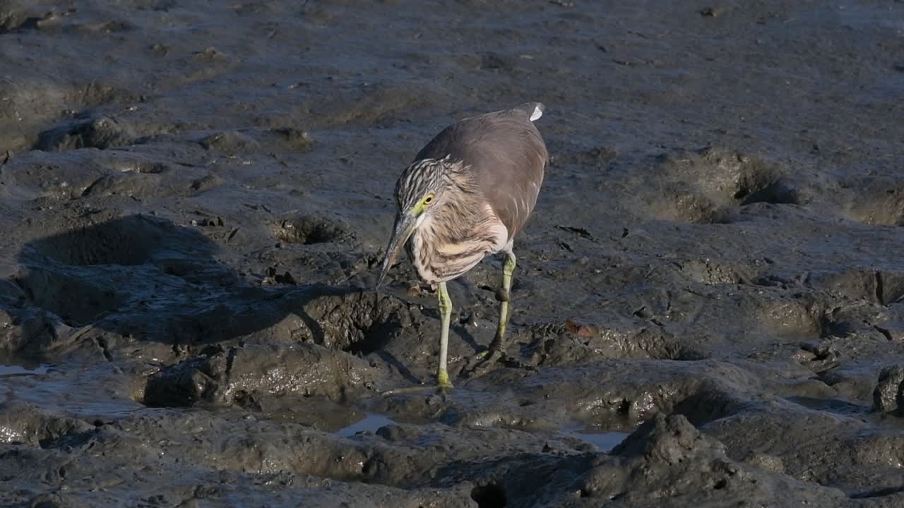 una de las garzas de estanque encontradas en tailandia que muestran diferentes plumajes según la temporada