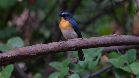 Nach-Links-Gerichtet,-Zwitschernd,-Während-Die-Kamera-Heranzoomt,-Indochinesischer-Blauer-Fliegenschnäpper,-Männchen-Cyornis-Sumatrensis,-Thailand