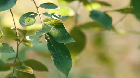 forest stick leaves plant in defocused sunbeams natural view. tree leaf concept.