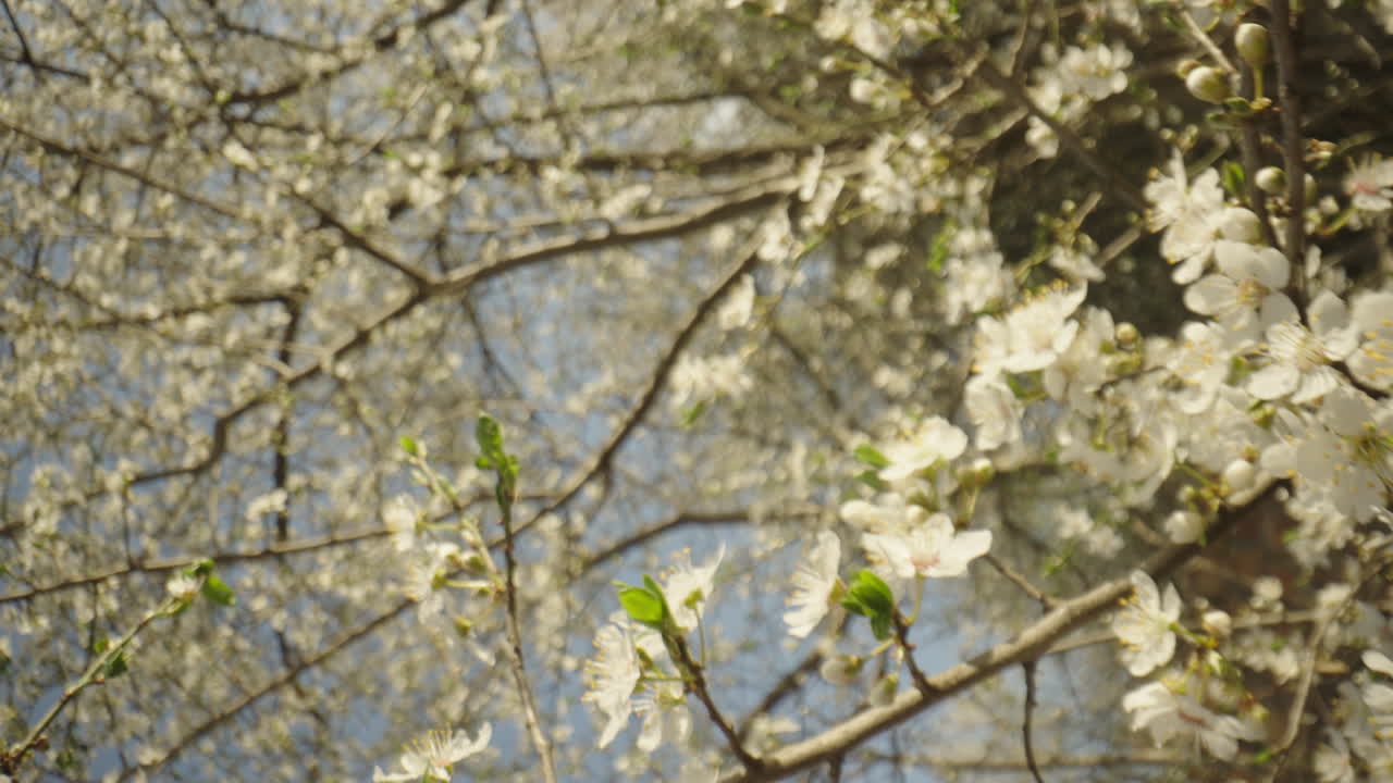 Springtime Blossoms