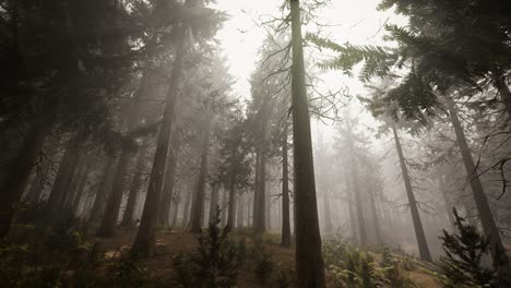 Rayos-De-Sol-En-El-Bosque-De-Abetos-Naturales