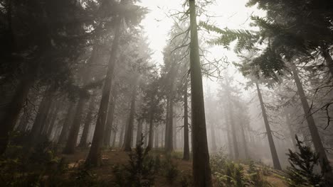 rayos de sol en el bosque natural de abetos