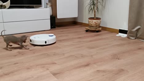 little cute puppy dog playing with a vacuum cleaner in a room