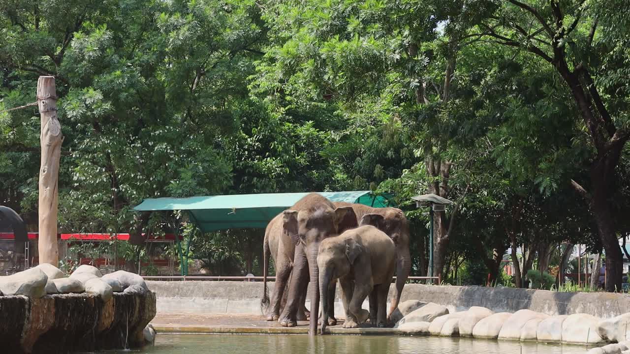 Elephants in a Zoo Enclosure