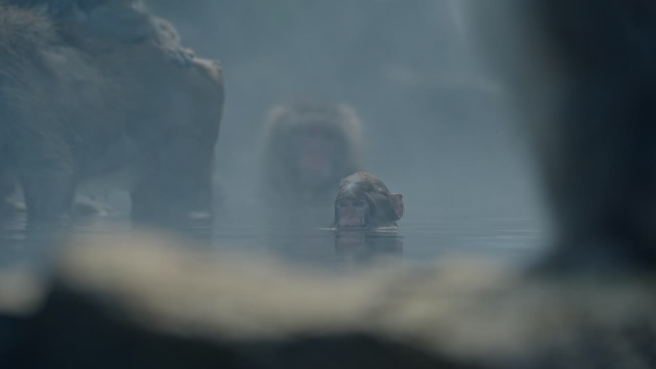 In the serene setting of Jigodukani Hot Springs, a tiny monkey enjoys a soothing soak in the warm waters.