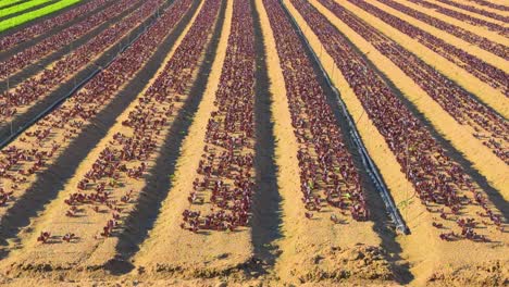 Outdoor-lettuce-cultivation-field,-iceberg-endive,-blue-sky,-purple-lettuce-sprouts,-organic-and-natural-food