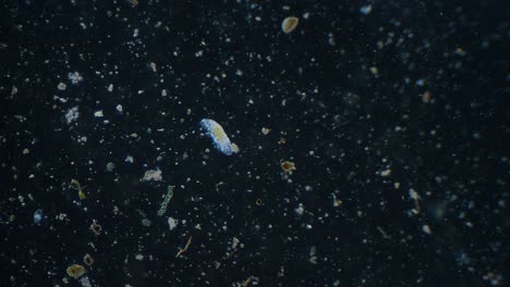microscopic view of a plankton sample
