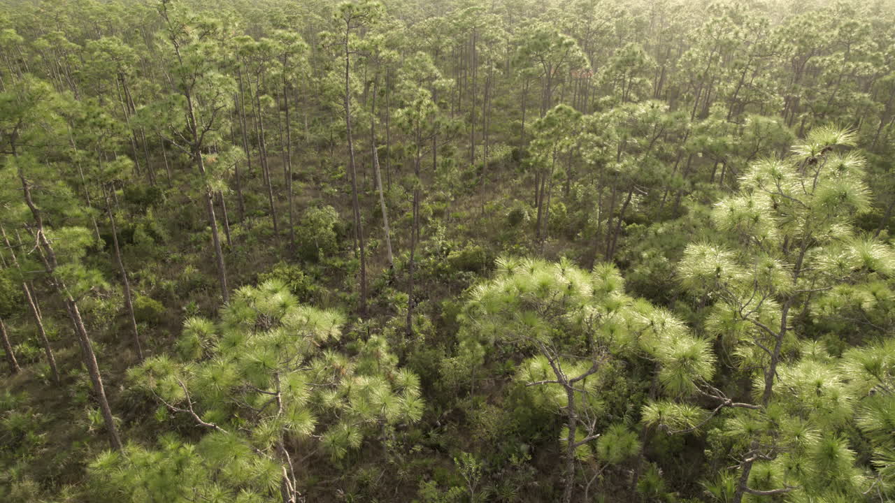 everglades slash pine rockland paisaje aéreo 2