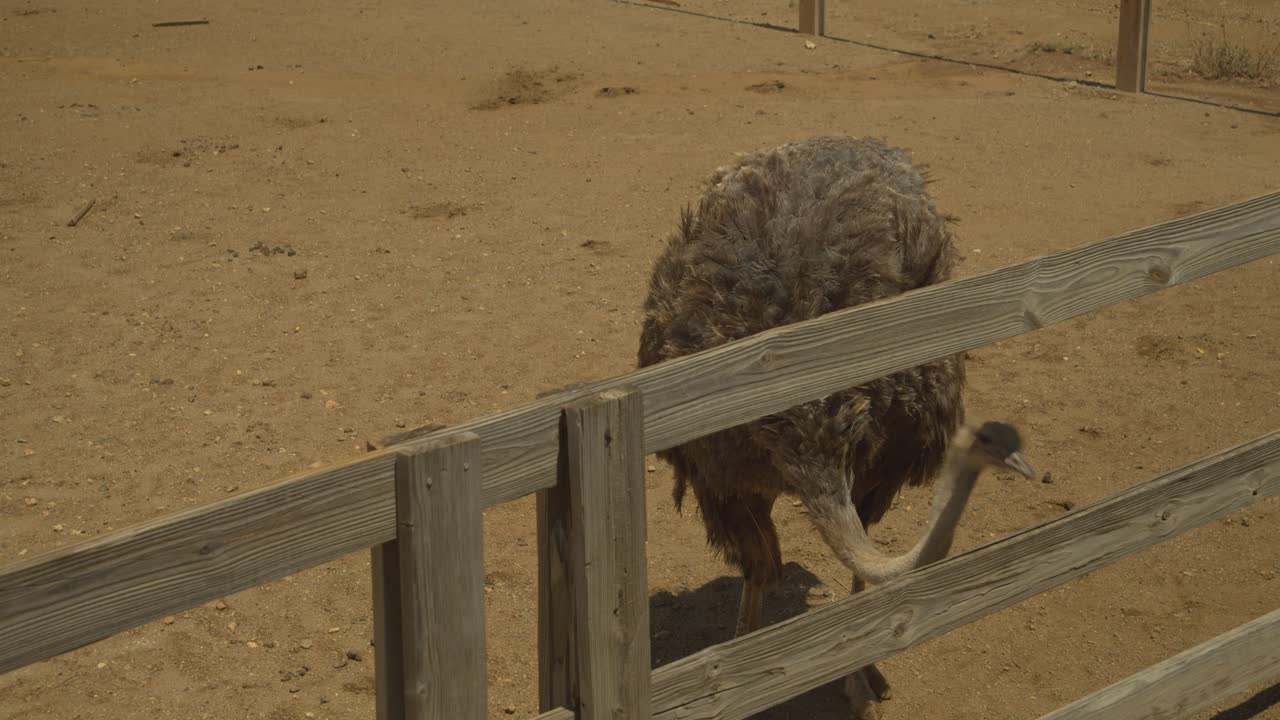 avestruz africano disfrutando de morder el aire en esta granja de avestruces