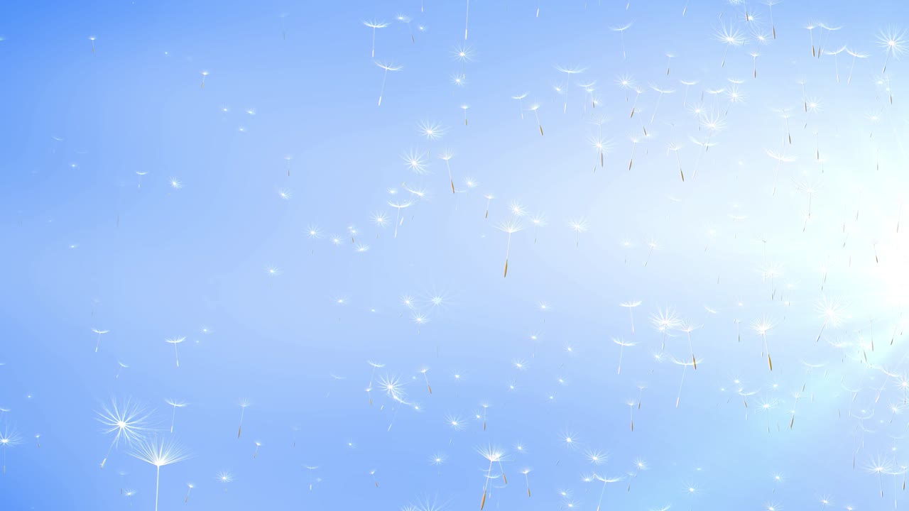 바람에 날아다니는 사탕수수 씨