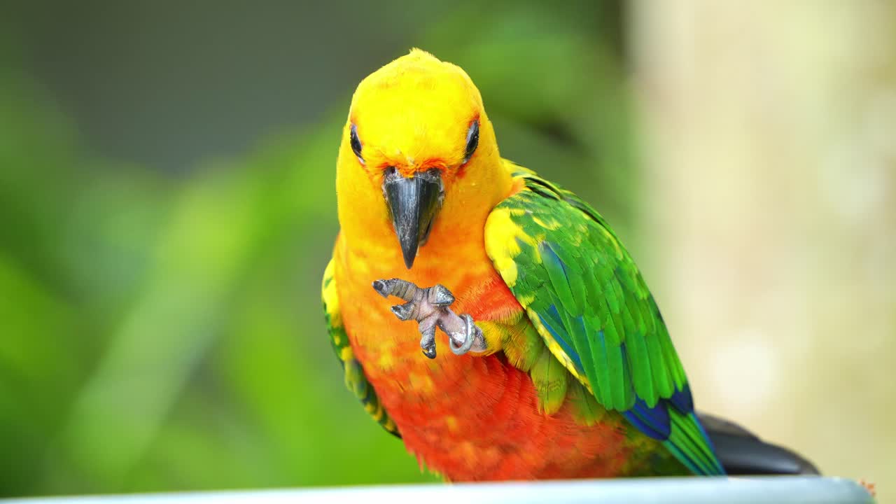 pequeño loro neotropical, periquito jandaya con plumaje vibrante, encaramado en el borde del alimentador de cuenco, comiendo comida con su garra del pie, disparado de cerca en un recinto de vida silvestre