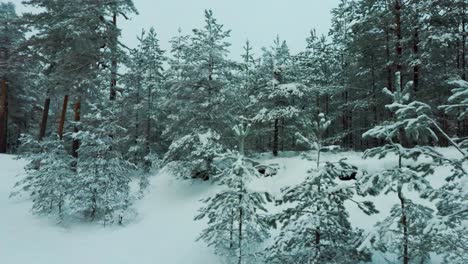 aerial view snow covered trees and snowy forest, on a dark, cloudy, winter day