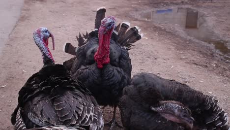 Close-up-of-two-couple-of-turkey-birds-with-chick,-handheld,-day