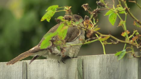 Juvenile-Grey-Butcherbird-On-Fence-Then-Flies-Away-Australia-Maffra-Gippsland-Victoria