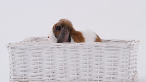 Studio-Shot-Of-Miniature-Brown-And-White-Flop-Eared-Rabbit-Sitting-In-Basket-Bed-On-White-Background