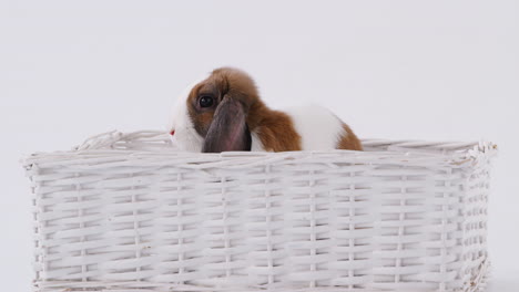 foto de estudio de un conejo de orejas en miniatura marrón y blanco sentado en una cama de canasta sobre un fondo blanco