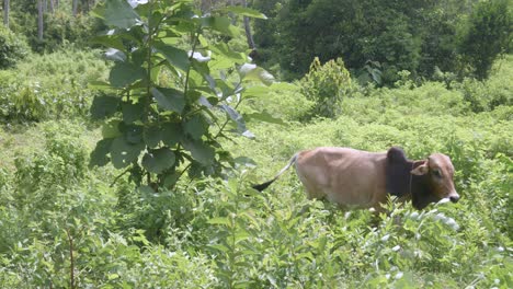 zebu cattle walking in the grassy pasture in zanzibar