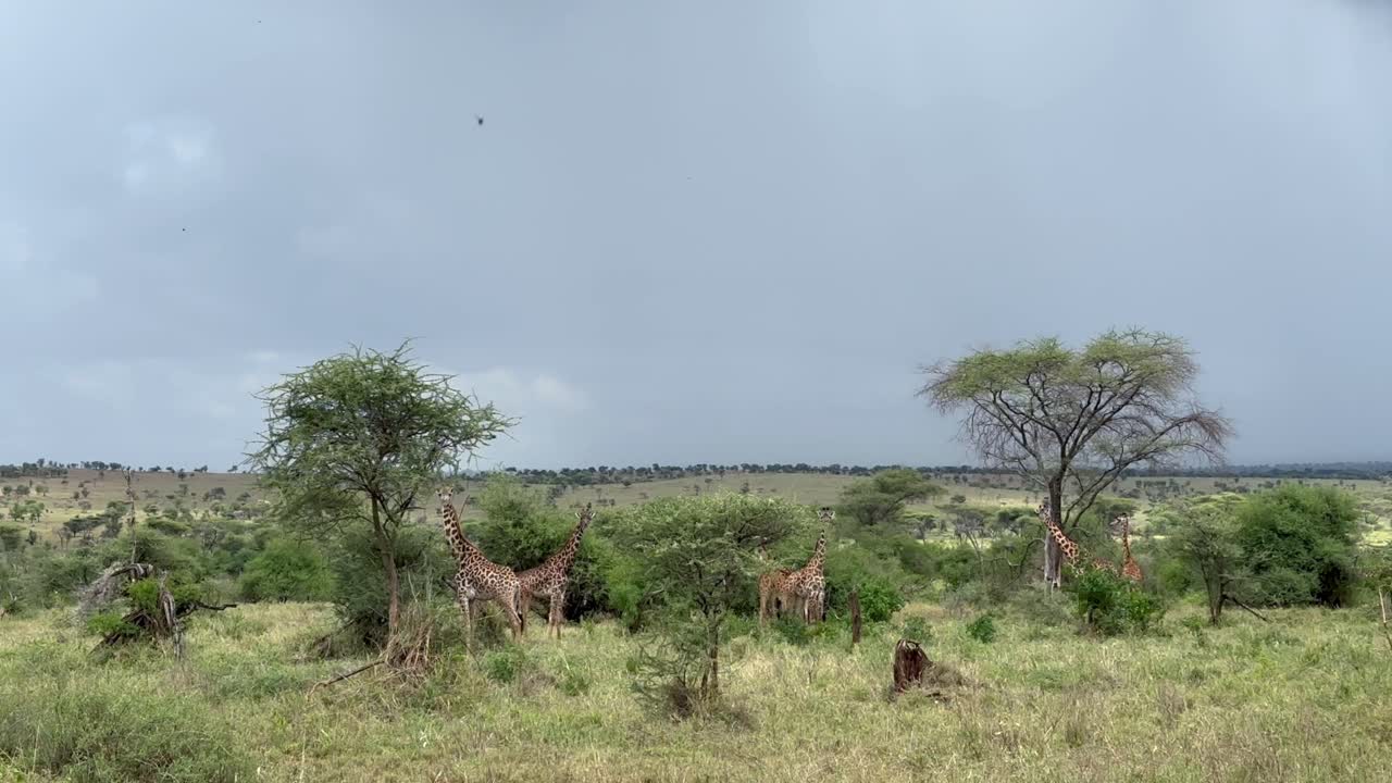 마사이 지라프 (giraffa tippelskirchi) 는 아카시아 잎을 먹고 있다. 세렌게티 국립공원, 탄자니아.