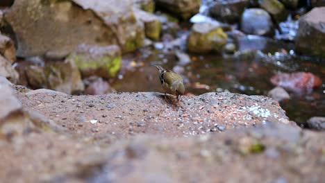 colorido pájaro nativo de una isla tropical come migas de pan en una roca de río