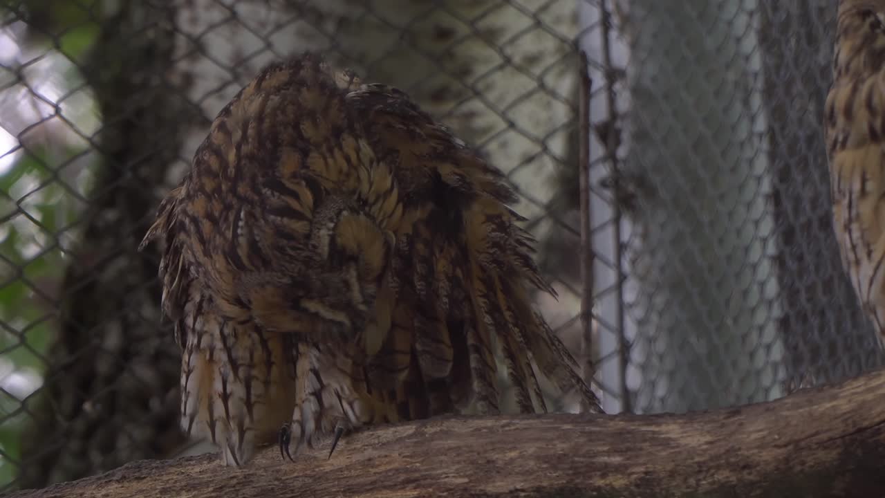 Close-up de uma bela Coruja-orelhuda empoleirada em um tronco de árvore, arrumando suas penas.