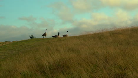 flock of canada geese relaxing on grass, with beautiful moving clouds behind them, camera zooming in