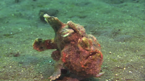 painted frogfish walks towards camera using ventral fins as legs, medium shot, sandy bottom during daylight