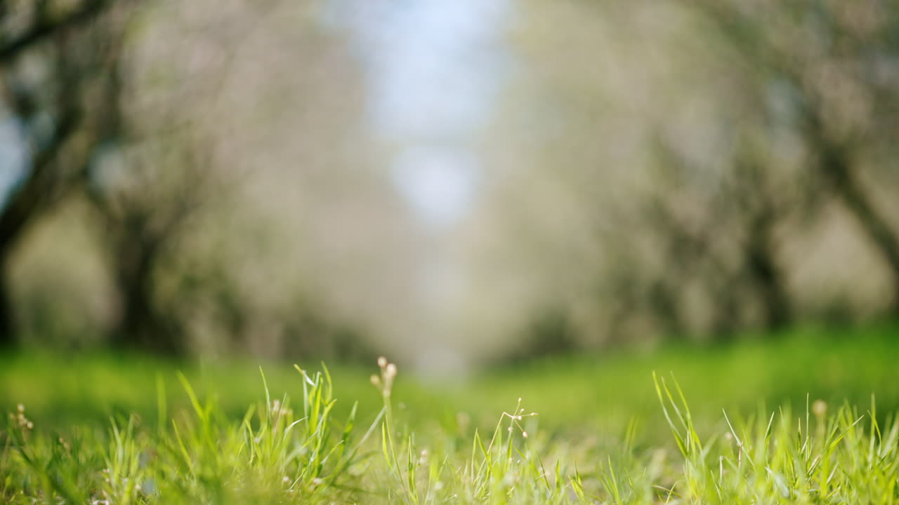 Campo desfocado de amendoeiras floridas e grama verde