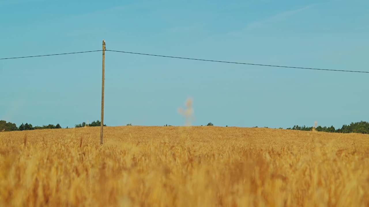Wide barley field ripening under blue sky with rural infrastructure in Europe